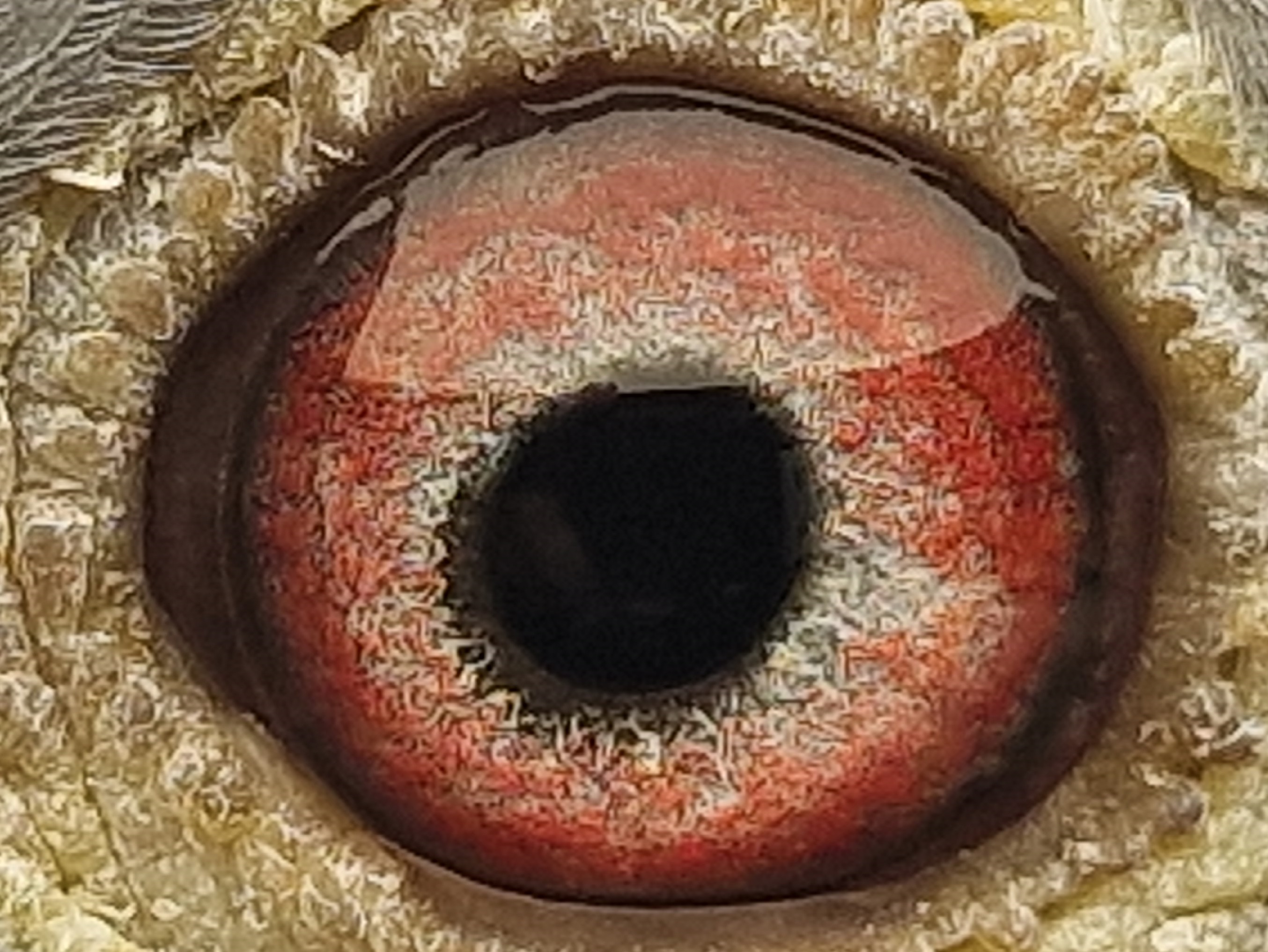 Pigeon eye